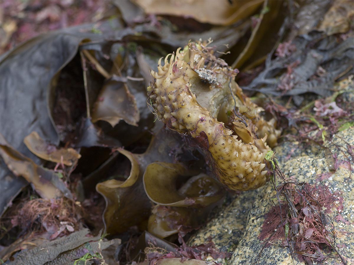 Saccorhiza polyschides